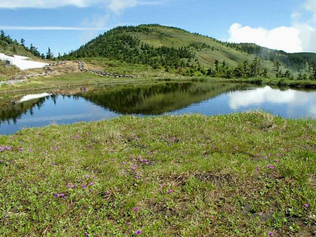 山頂　池前でハクサンコザクラ開花中