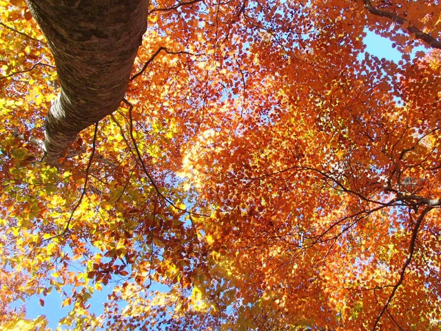 滝沢登山道の紅葉は標高1400mあたりが見頃