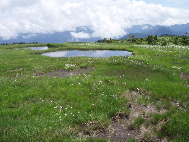 山頂の池塘とワタスゲ 
