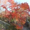 筑波山の紅葉は見頃を迎えています 