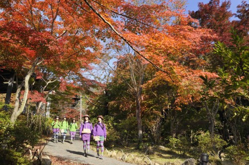 筑波山の紅葉の様子（2010年11月12日） 