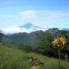 蛭ヶ岳よりマルバダケブキの花と富士山 