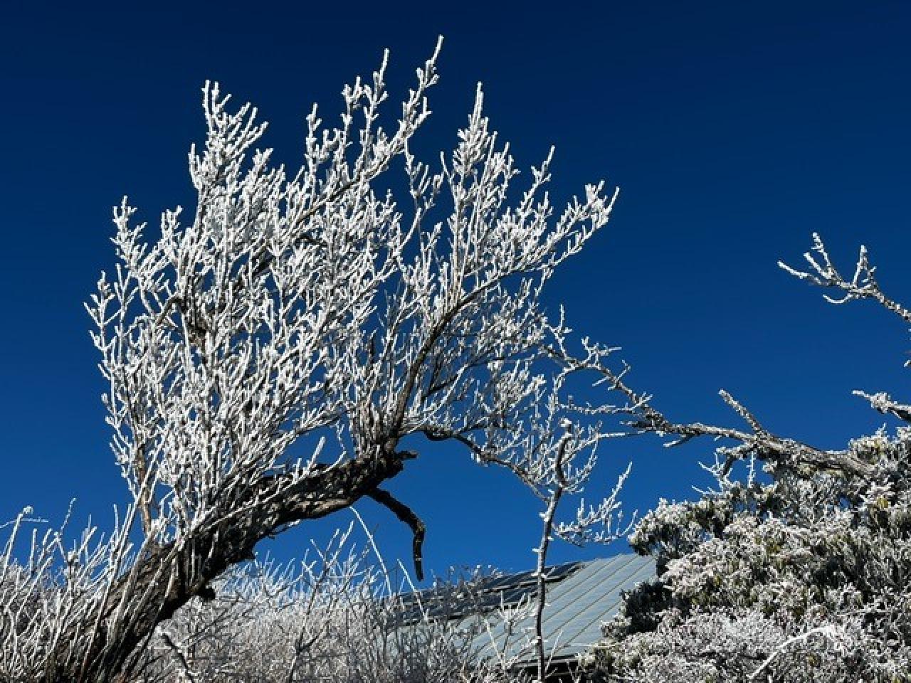 キンと冷たく青く澄み渡った空に木々の霧氷が映えます。