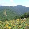 マルハダケブキの花は鴨沢コースの稜線上で8月下旬にかけて見られます 