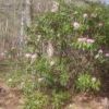 山荘の庭のシャクナゲがやっと満開となりました。今年は山のシャクナゲの生育が遅れて気味で5/25頃から咲き始めると思います。