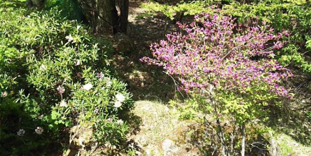 山荘周辺は緑に包まれています。ツツジやシャクナゲが開花。