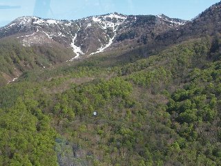上空から見る笹ヶ峰は一面の新緑。沢筋にはまだ雪が残る 