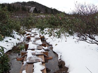 雪が消えてきた高谷池の木道 