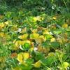 小天狗の庭ではイワイチョウが黄色くなり始めました 