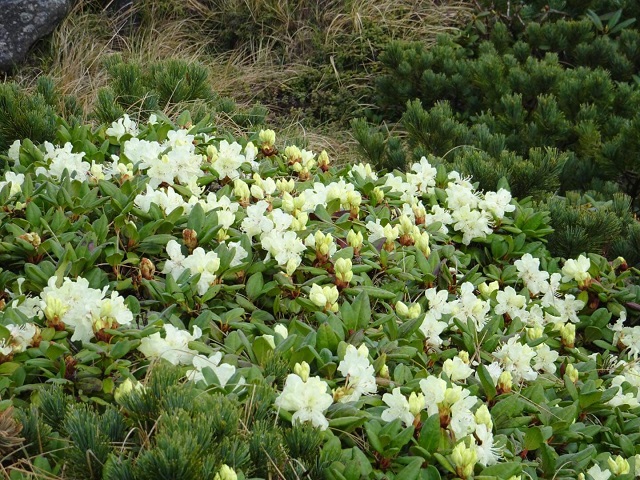 稜線に咲くキバナシャクナゲ