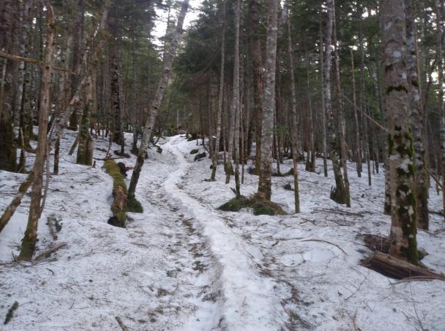 樹林帯の積雪状況