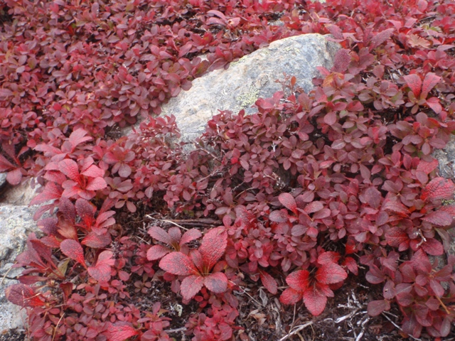 草紅葉で岩肌は真っ赤に染まる 