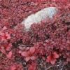 草紅葉で岩肌は真っ赤に染まる 