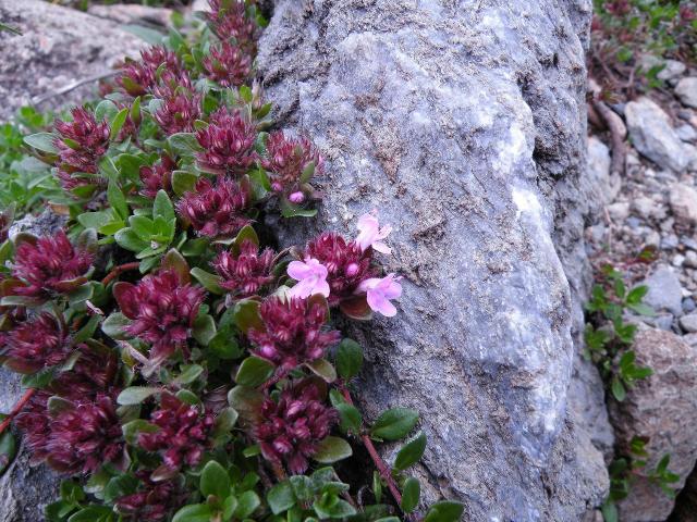 咲き始めたばかりのイブキジャコウソウからは、いい香りがします 