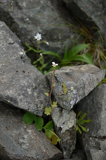 北岳の稜線に咲く小さなお花～ムカゴユキノシタ 