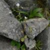 北岳の稜線に咲く小さなお花～ムカゴユキノシタ 