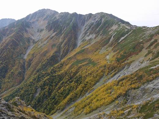 間ノ岳の山肌は秋色に染まっています　八本歯のコルから
