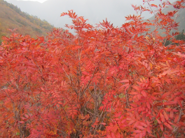 ウラシマツツジ、ナナカマド、標高2000ｍ付近の紅葉が見頃です。