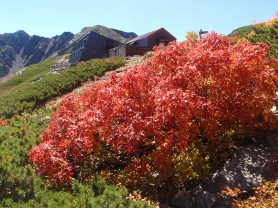 ナナカマドの紅葉と北岳山荘
