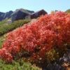 ナナカマドの紅葉と北岳山荘