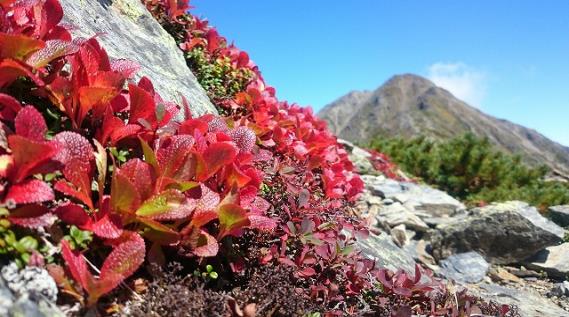 紅葉のウラシマツツジと北岳。鮮やかな赤色が山荘周辺を彩っています。