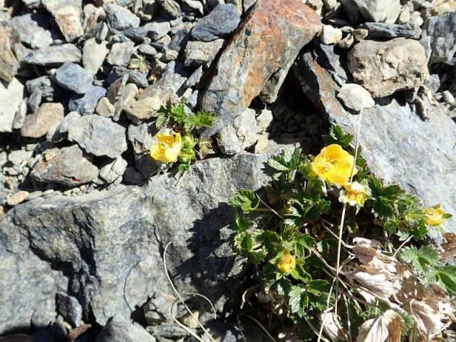 大樺沢の標高２９００ｍ付近　ミヤマキンバイが一部開花　スタッフが下山した時に撮影