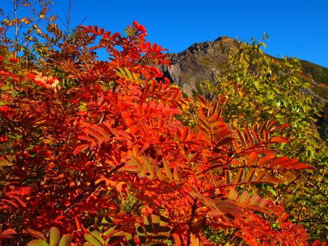 先週はまだ緑の葉が多かったナナカマドも、今はもう真っ赤です。荒川小屋撮影。