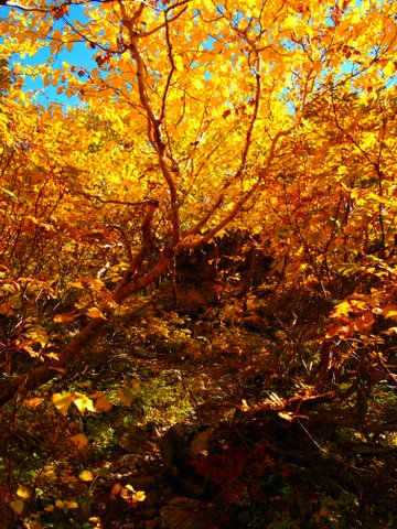 小屋の周りでは、今まさにダケカンバが黄色く色づき、紅葉はピークを迎えています！荒川小屋撮影。
