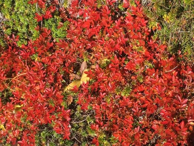 稜線のウラシマツツジの紅葉