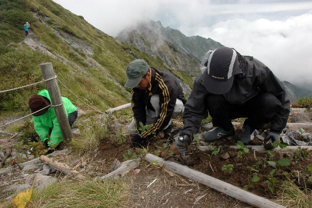 毎年恒例の頂上保全作業が実施されました。山頂付近での植樹作業 