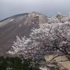 桝水高原の桜が満開