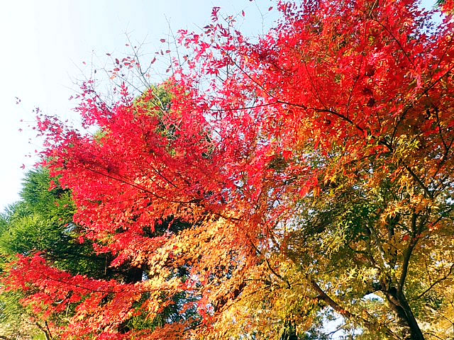 大山寺の参道の紅葉（画像提供　佐々木ガイド）