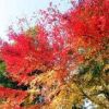 大山寺の参道の紅葉（画像提供　佐々木ガイド）