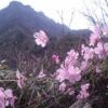登山道にはアケボノツツジが咲き始めました 