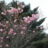 アケボノツツジが咲き始めました。今週末は見頃になりそうです 