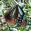 アサギマダラ蝶 