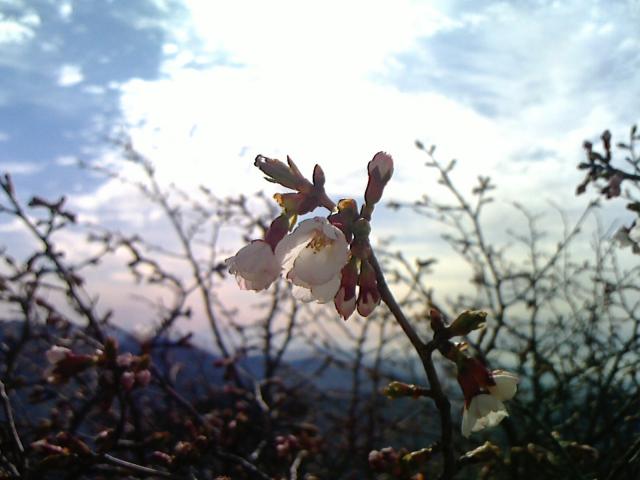 頂上付近はイシヅチザクラが咲き始めました