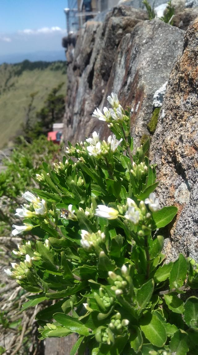 頂上付近の花はシコクハタザオやイワカガミが咲き始めました。