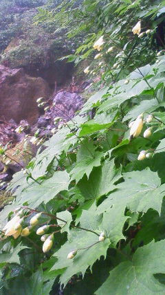 剣山に咲くキレンゲショウマ 