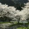 穴吹川の桜