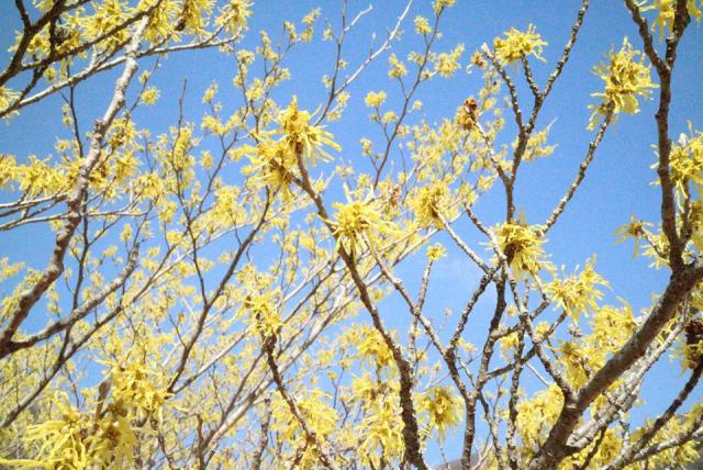 くじゅうでは今マンサクが見頃です!!こちらの写真は佐渡窪のマンサクです。きれいな黄色の花を枝いっぱいに咲かせています。