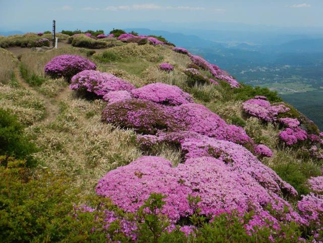 三俣山のミヤマキリシマ　こんなに咲くんだなぁと改めて思います。