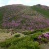 ミヤマキリシマの花前線は標高を上げて三俣山へ