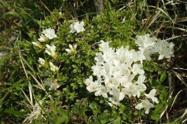 平治岳の降りルートの白いミヤマキリシマはきれいに咲いています。（撮影　登山者）