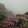 霧模様の画像になってしまいましたが、ミヤマキリシマは場所によっては虫害もなく咲いています