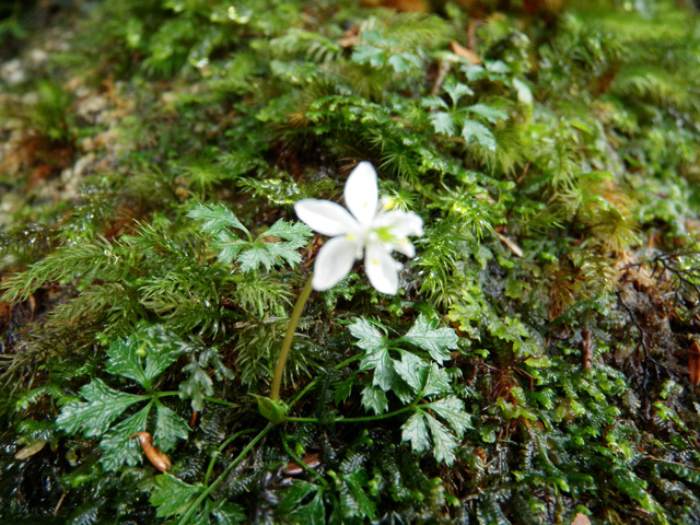 今、登山道沿いで観察することができる屋久島の固有種のオオゴカヨウオウレンです。コケの中に咲くとても小さな可憐な花です 