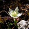 ウメバチソウが矮小化したと考えられる屋久島の固有品種、ヤクシマウメバチソウが１ｃｍ程の白い花を咲かせています 