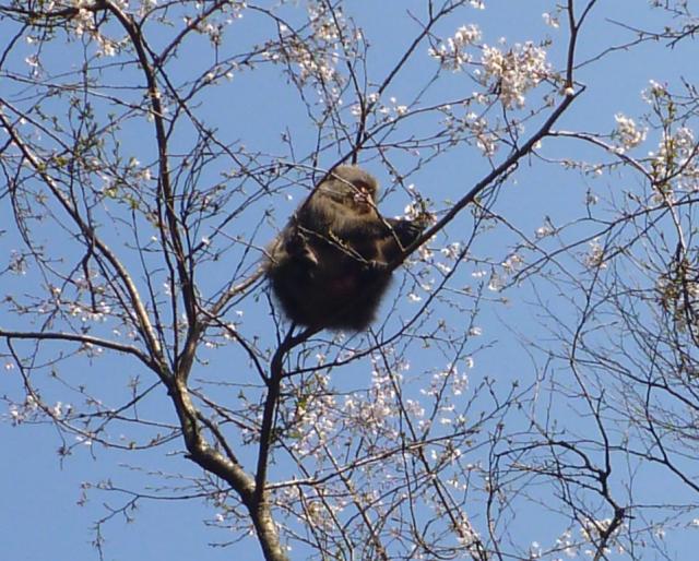桜の花を食べるヤクザル 
