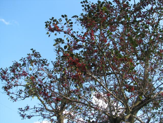木が真っ赤になっているようにたわわに紅い実のなっているクロガネモチ。赤色は鳥に一番目立つ色です。