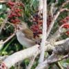 屋久島の冬鳥「シロハラ」。お腹と尾の両端が白いのが特徴。屋久島では逃げる時の声から「チチッカ」と呼ばれることもあります。真っ赤なクロガネモチの実を食べに来ます。